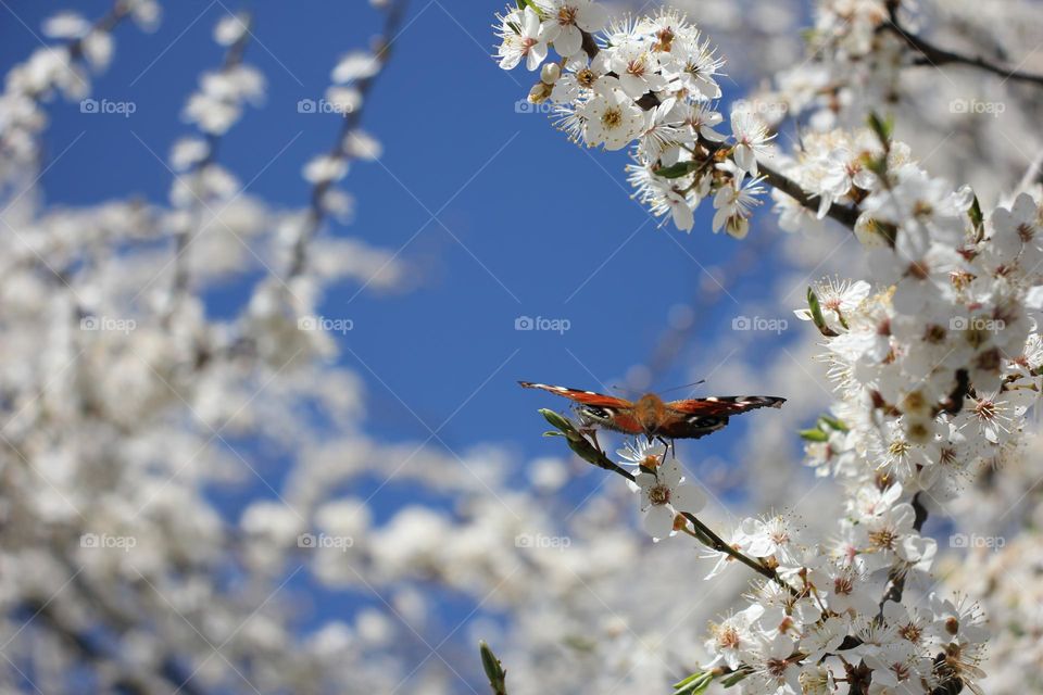 A butterfly sits on a branch with white flowers