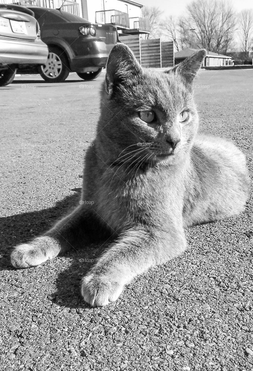 Myrtle the stray soaking up the sun on a chilly day.