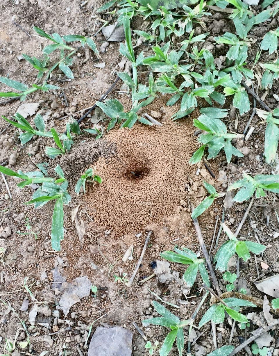 An anthill in the middle of the lawn of our garden. / Um formigueiro no meio do gramado do nosso jardim. 