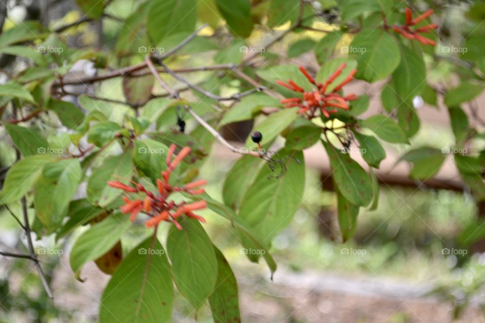 Orange wild flowers on a bush branch with green leaves