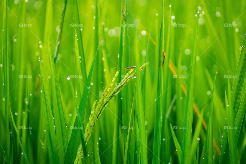 dew in green rice fields