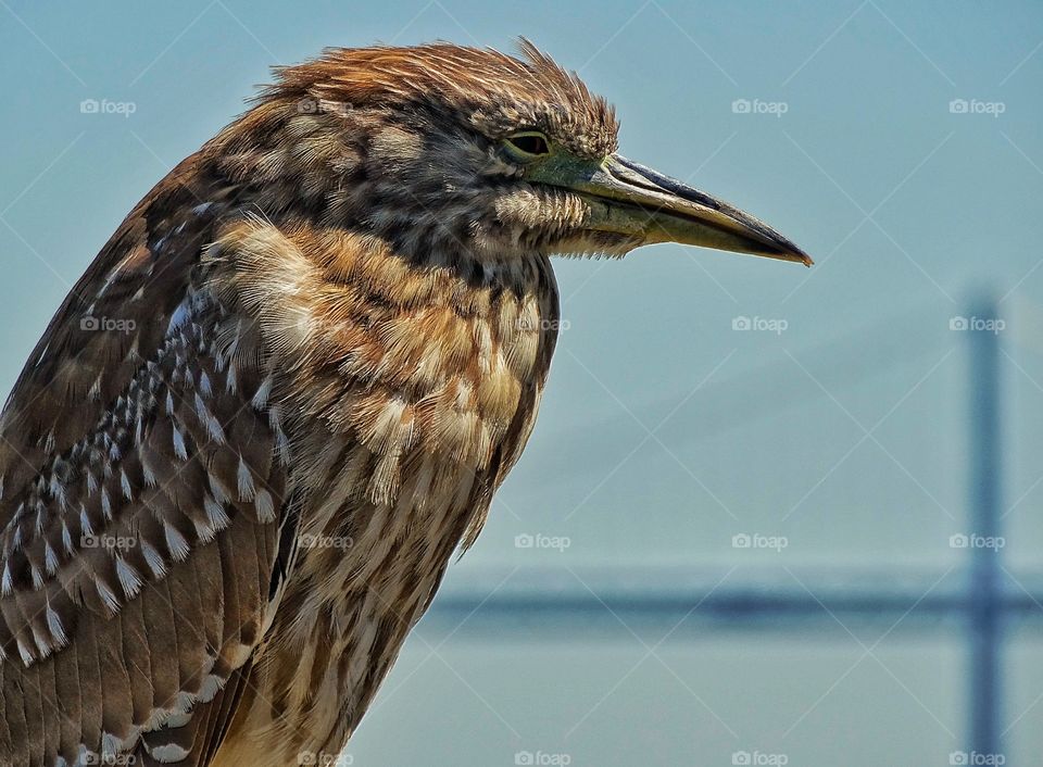 Great Heron On The Water. Great Heron Perched On San Francisco Bay
