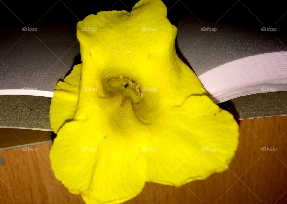 yellow colour beautiful flower 