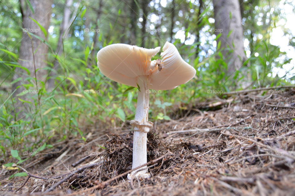 mushroom having a bad day