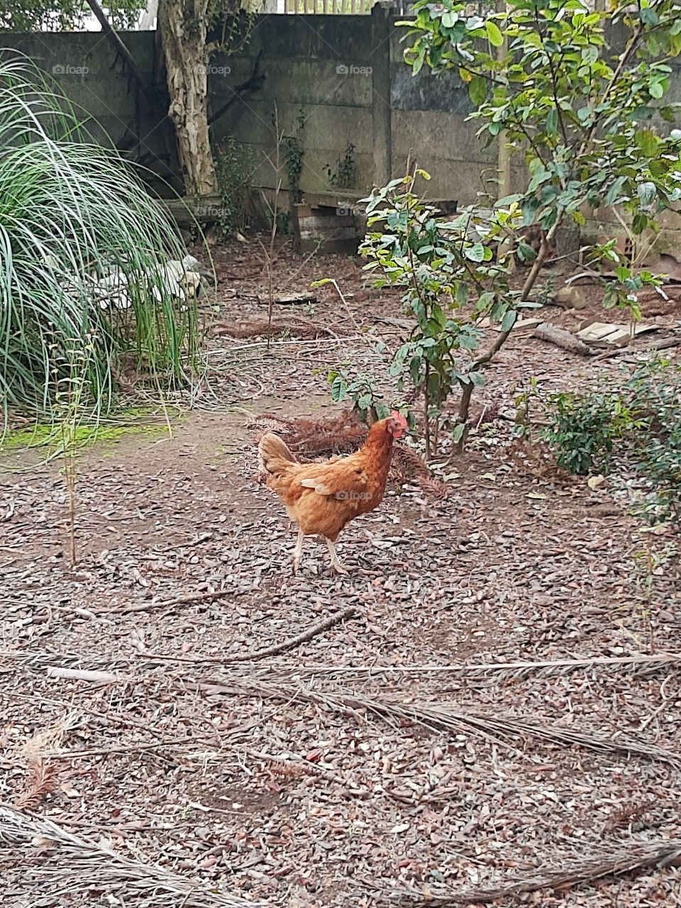 chicken in the yard