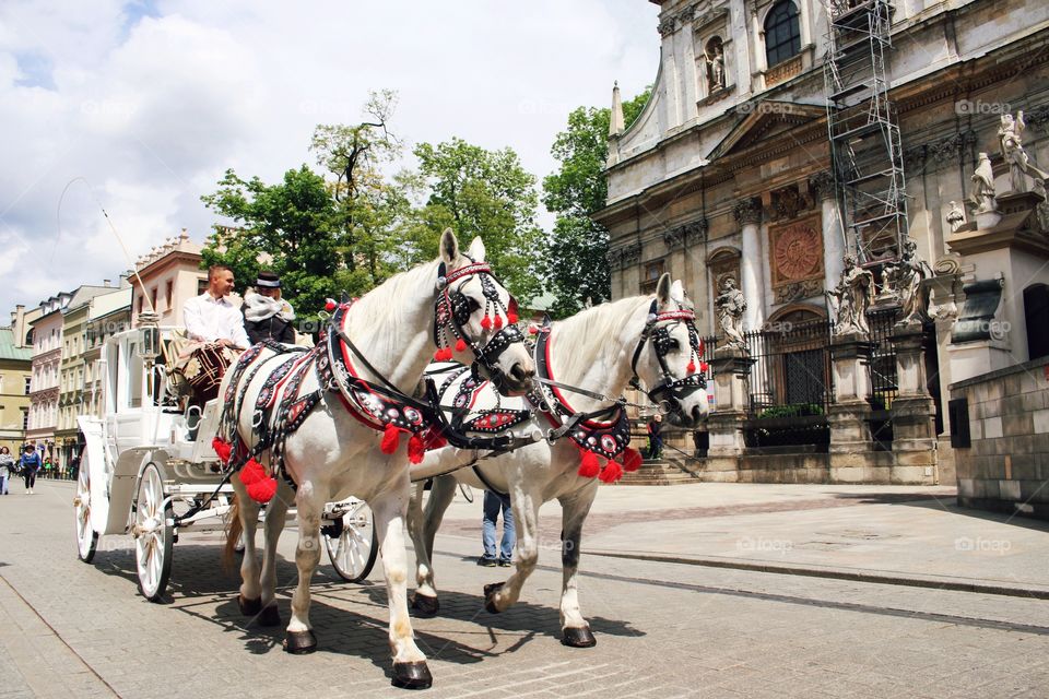 Horses on the street (Cracow) 