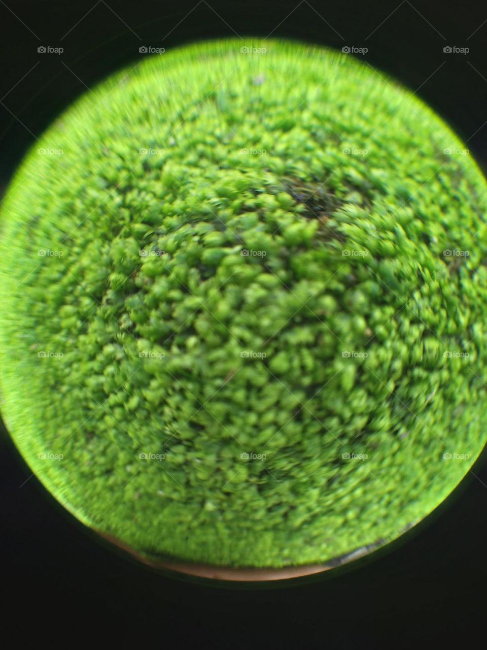 The natural green color of moss to celebrate Earth Day.  Photo using fish eye 198 lens.