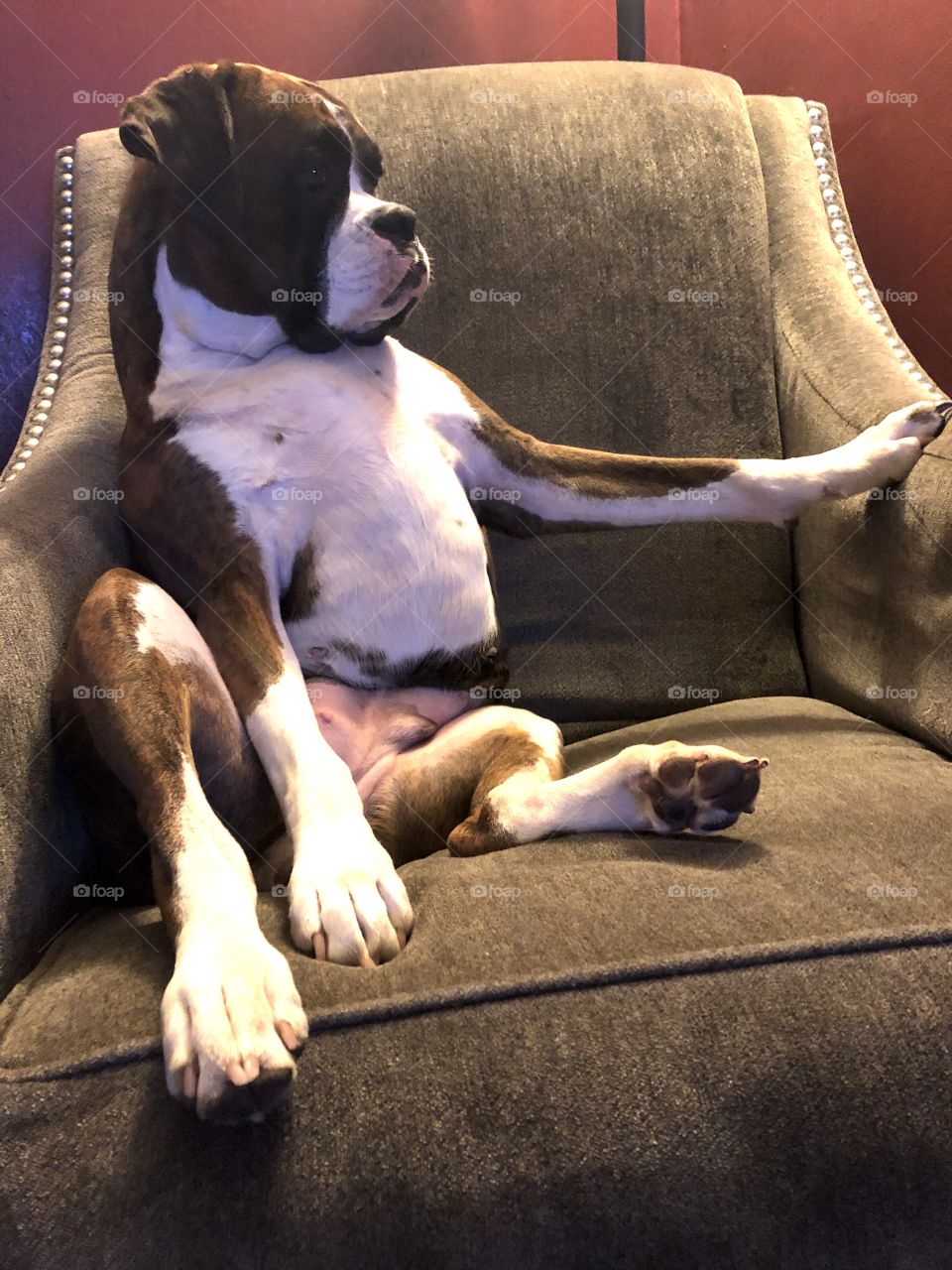 Chilled out boxer 
