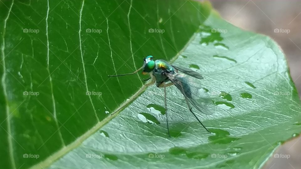 Nature, Insect, Wildlife, Leaf, Animal