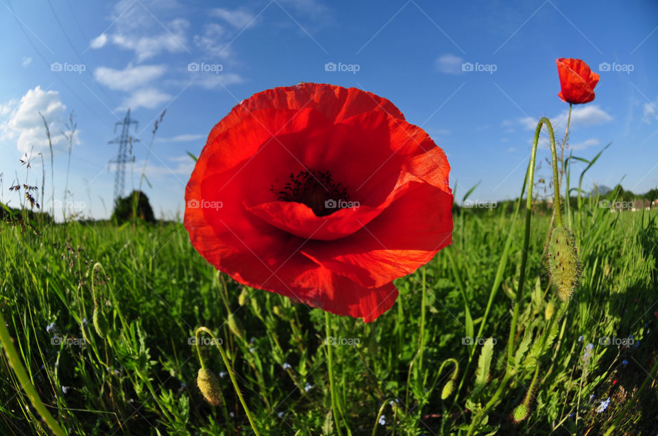 sky nature flower macro by berry