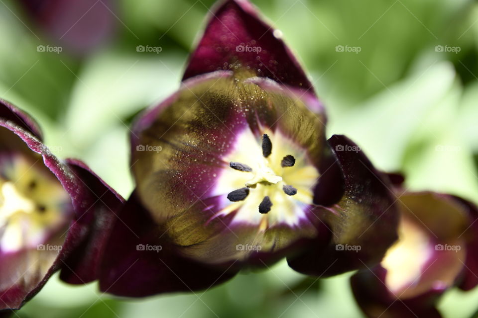 Jardín botánico, Madrid