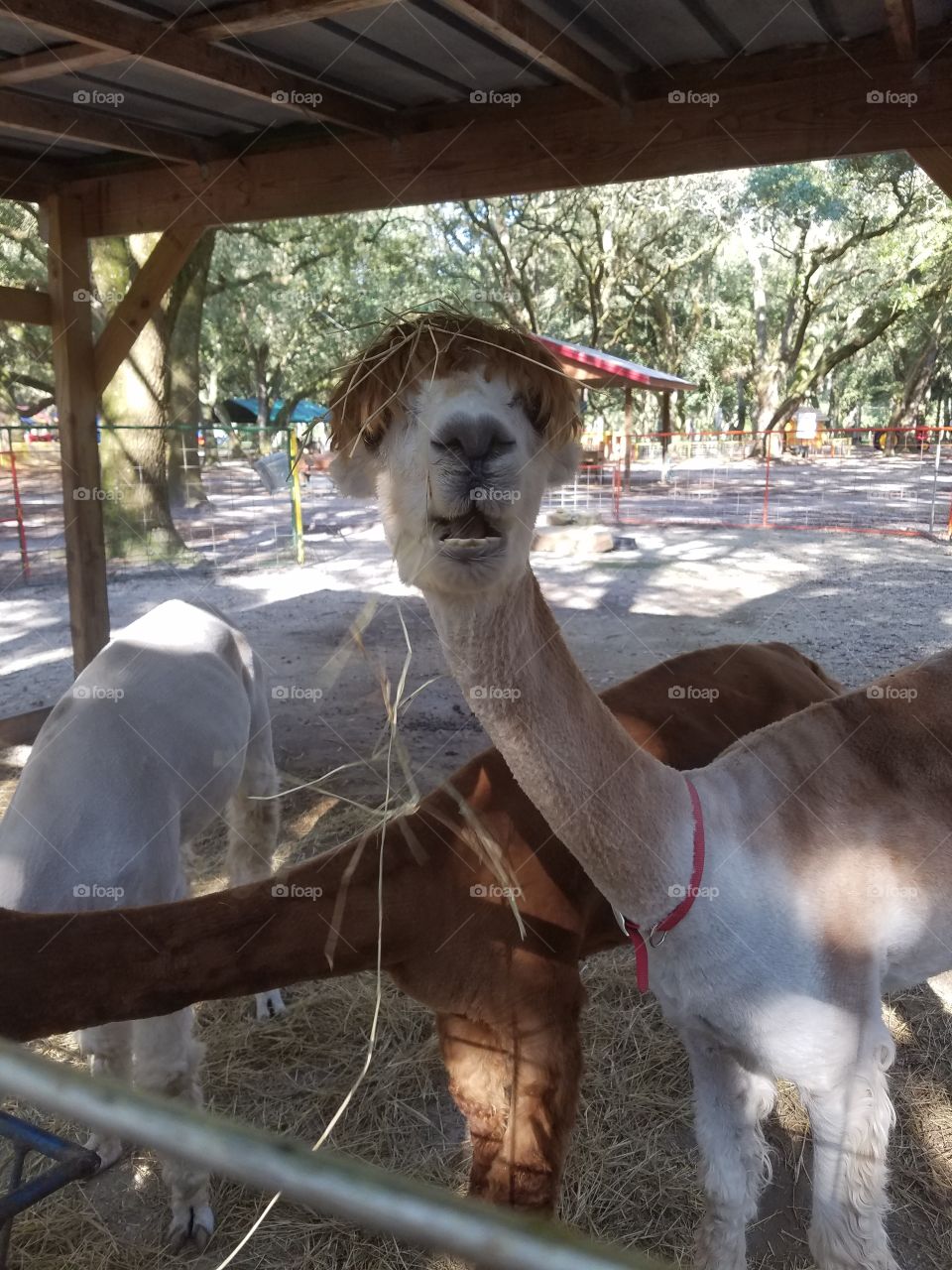 Alpaca with mouth open