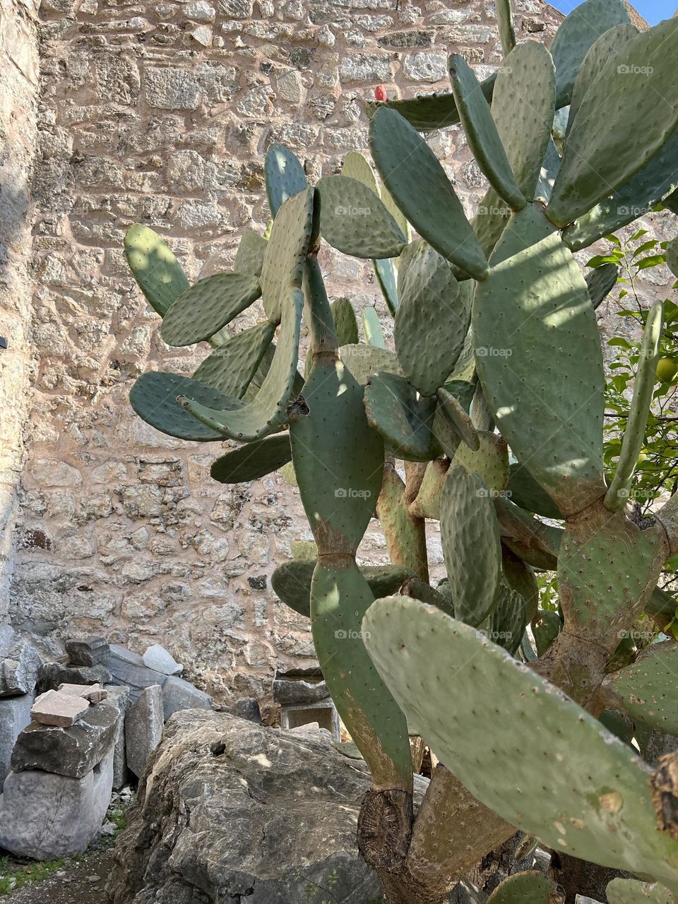 huge prickly pear cactus in front of the ancient wall in the old city of Turkey