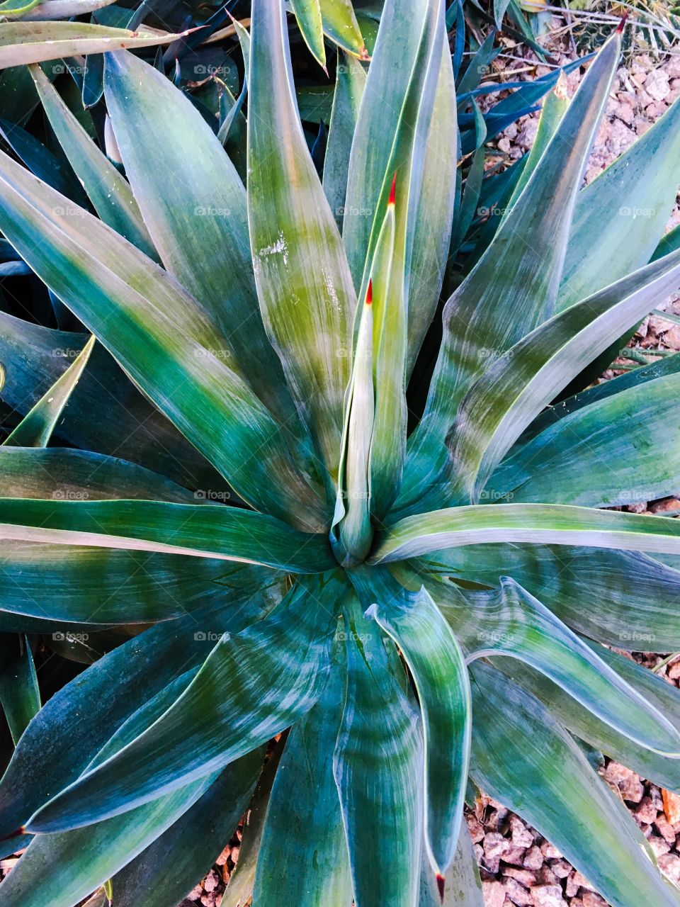 Close-up of Agave