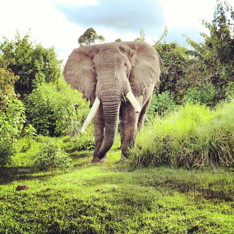 elephant safari tanzania ngorongoro crater by DanielJones