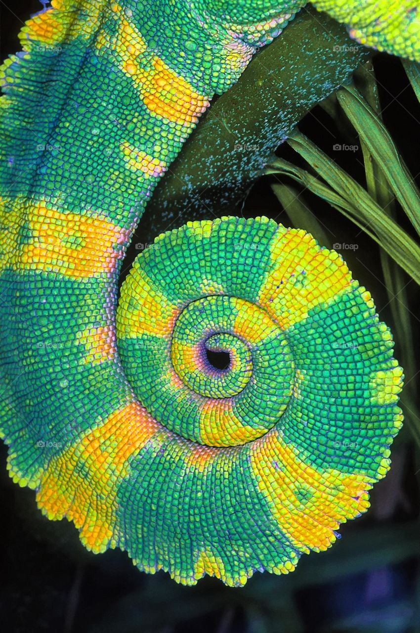 Macro shot of the tightly spiralled tail of chameleon.
