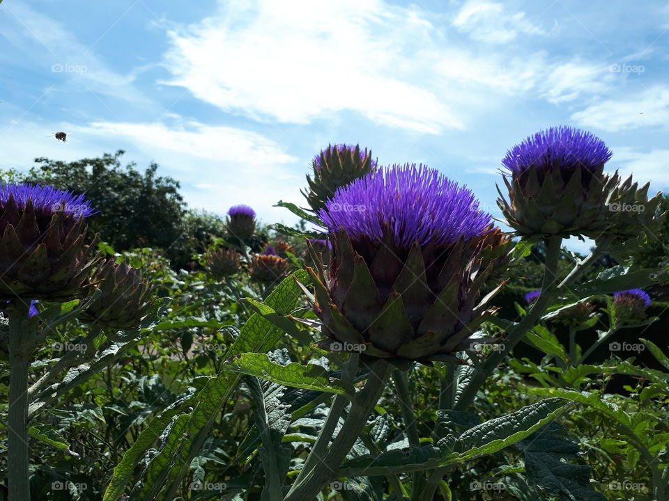 Purple Beneath A Blue Sky