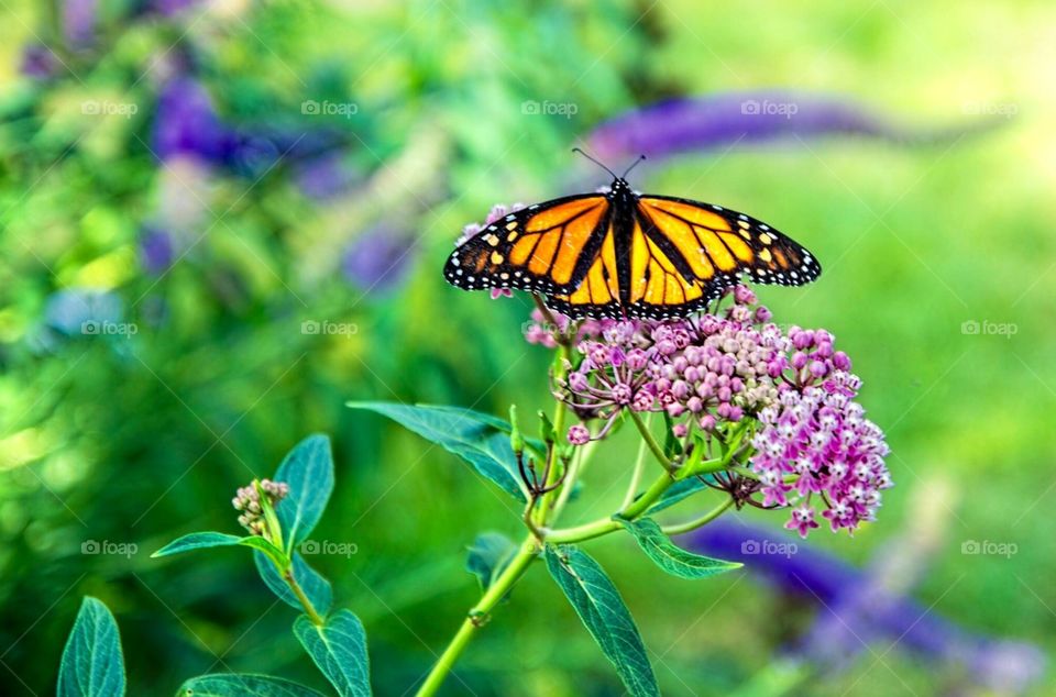 Monarch Butterfly. Monarch Butterfly on butterfly weed .