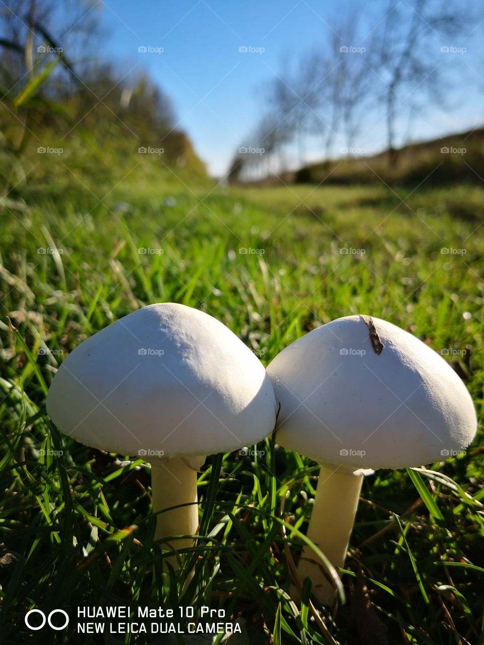 funghi