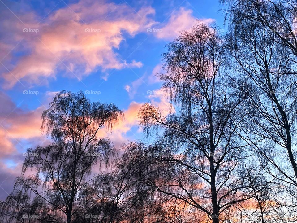 Colourful sunset with birch trees in silhouette. Pink and orange clouds in a blue sky