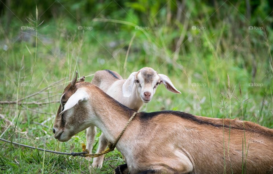 mother goat and kid