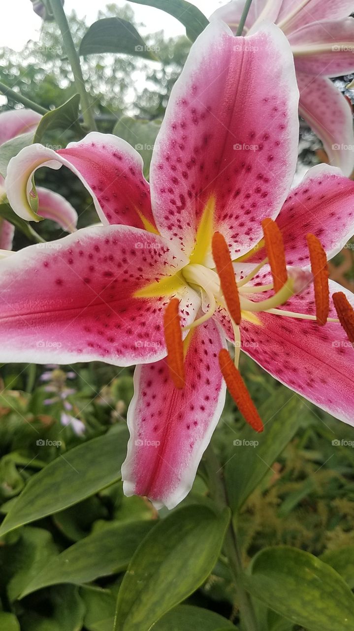 Star Gazer lily