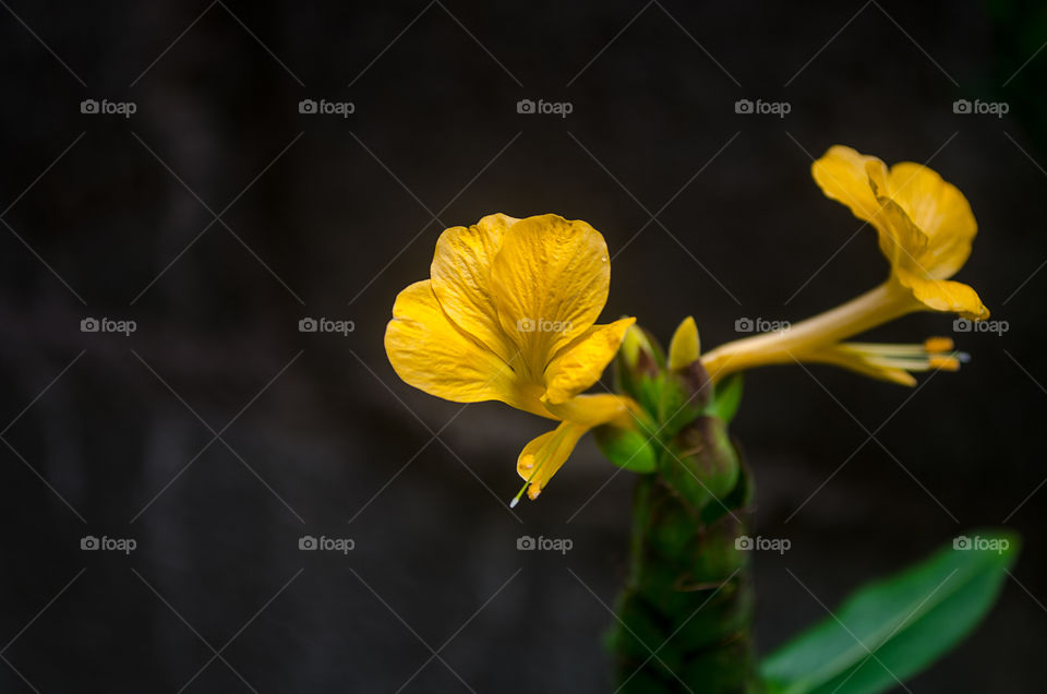 Barleria lupulina Lindl flower. the yellow flower of the tree barleria lupulina lindl