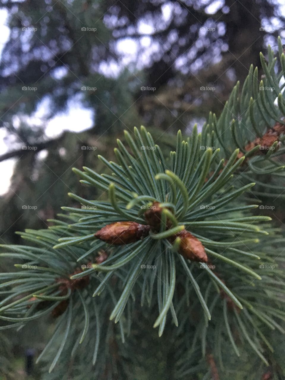 Close up pine tree