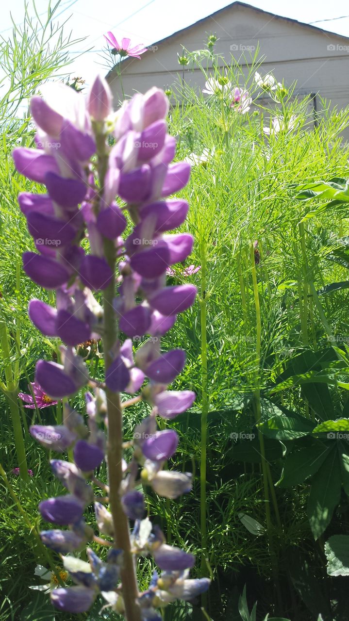 grand lupine. another shot of moms beauties