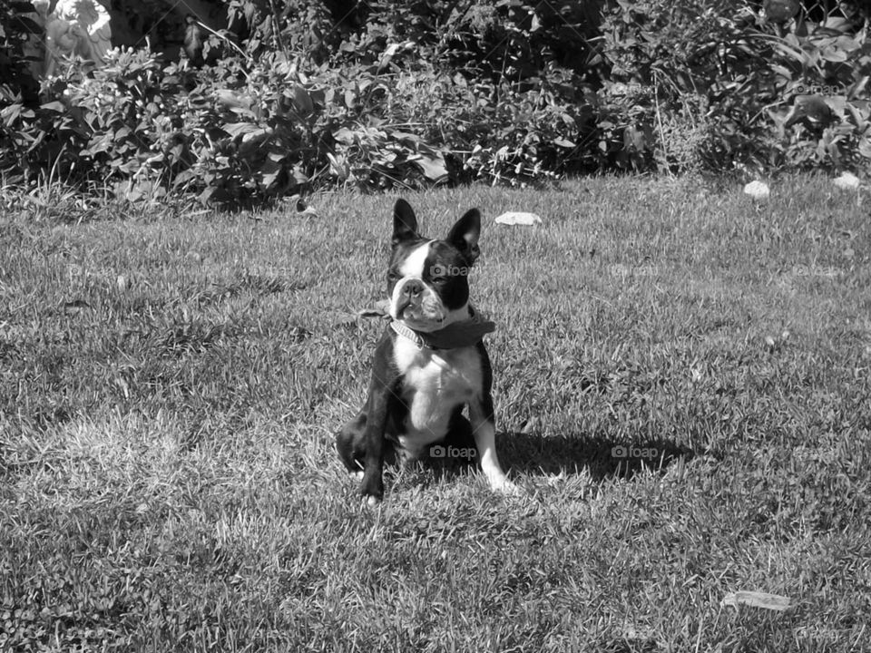 Boston Terrier