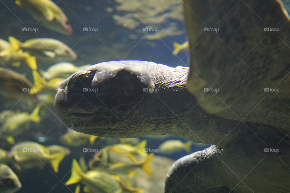 turtle closeup