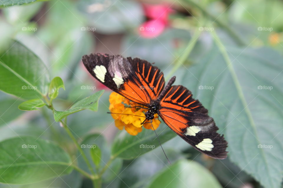 a beautiful butterfly on a flower...