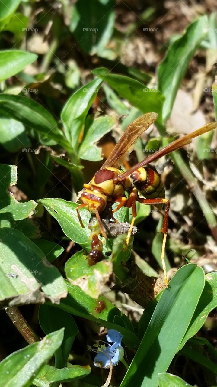 wasp eating silk worm