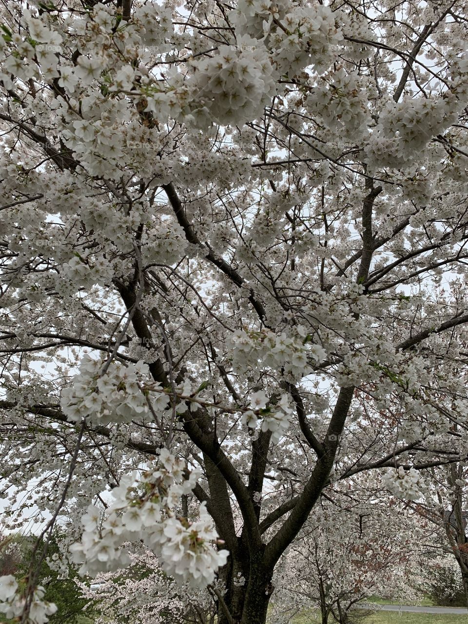 Cherry blossom flowers 