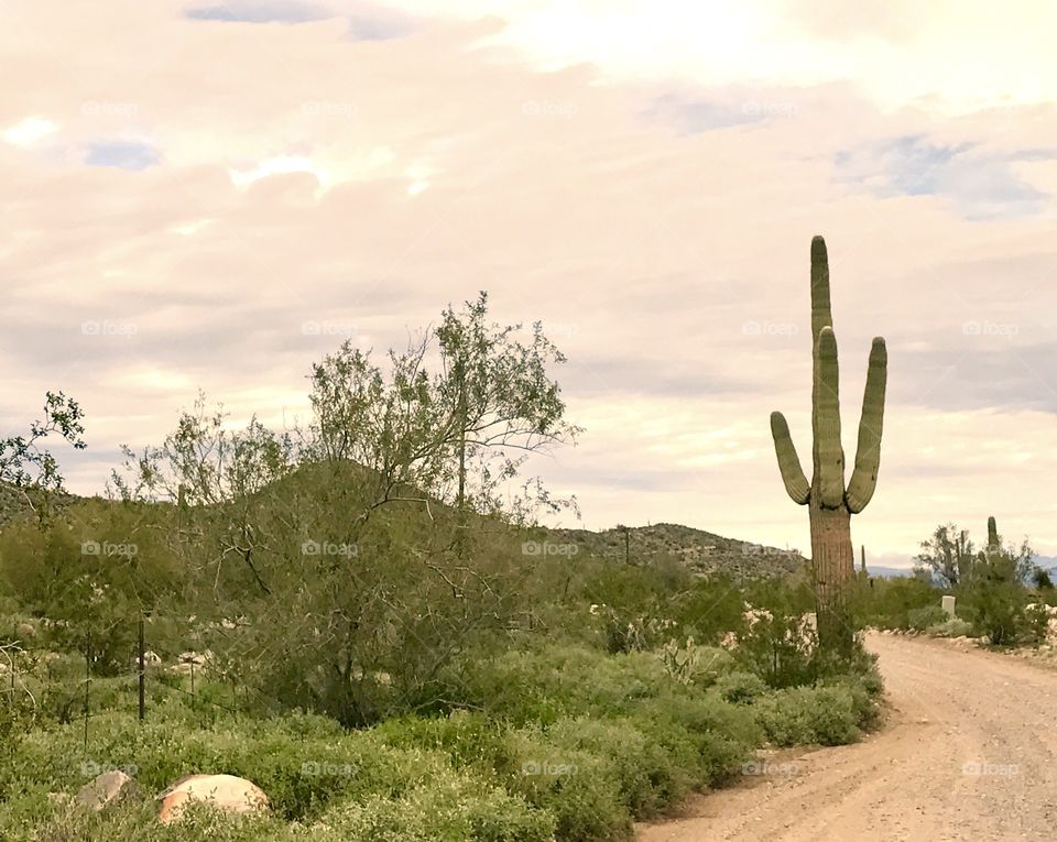 Cactus by Road