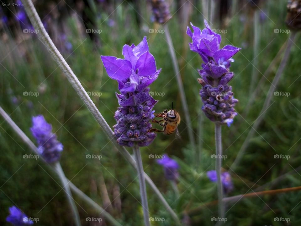 abeja en lavanda