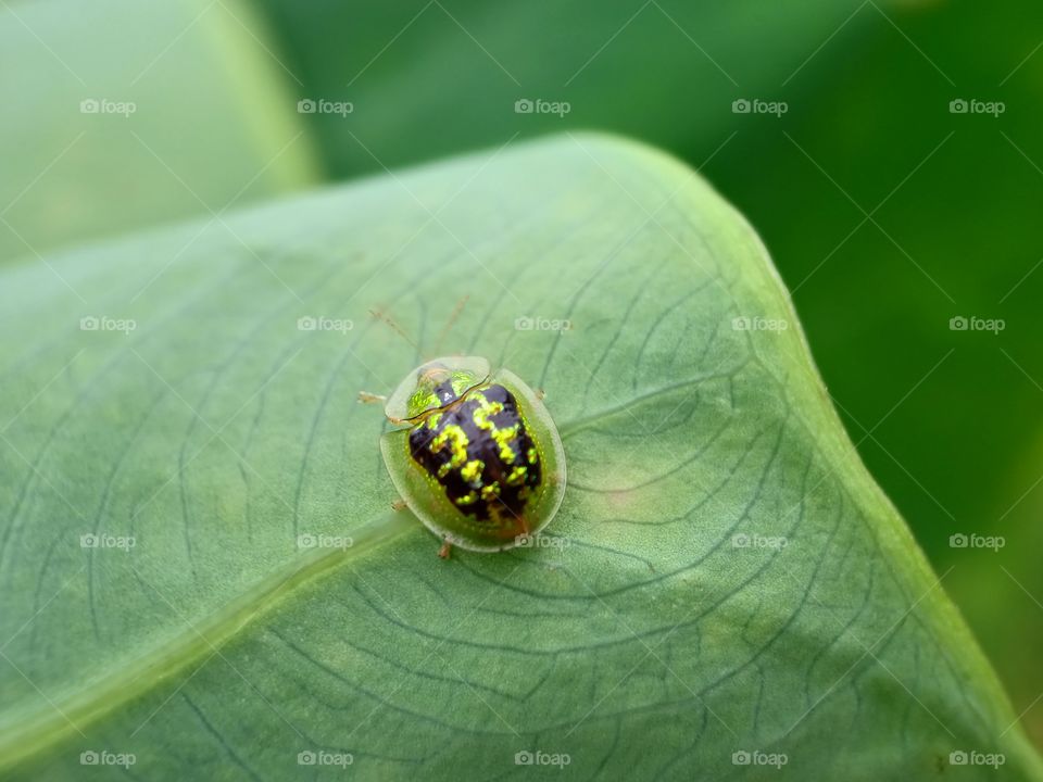 Ladybug