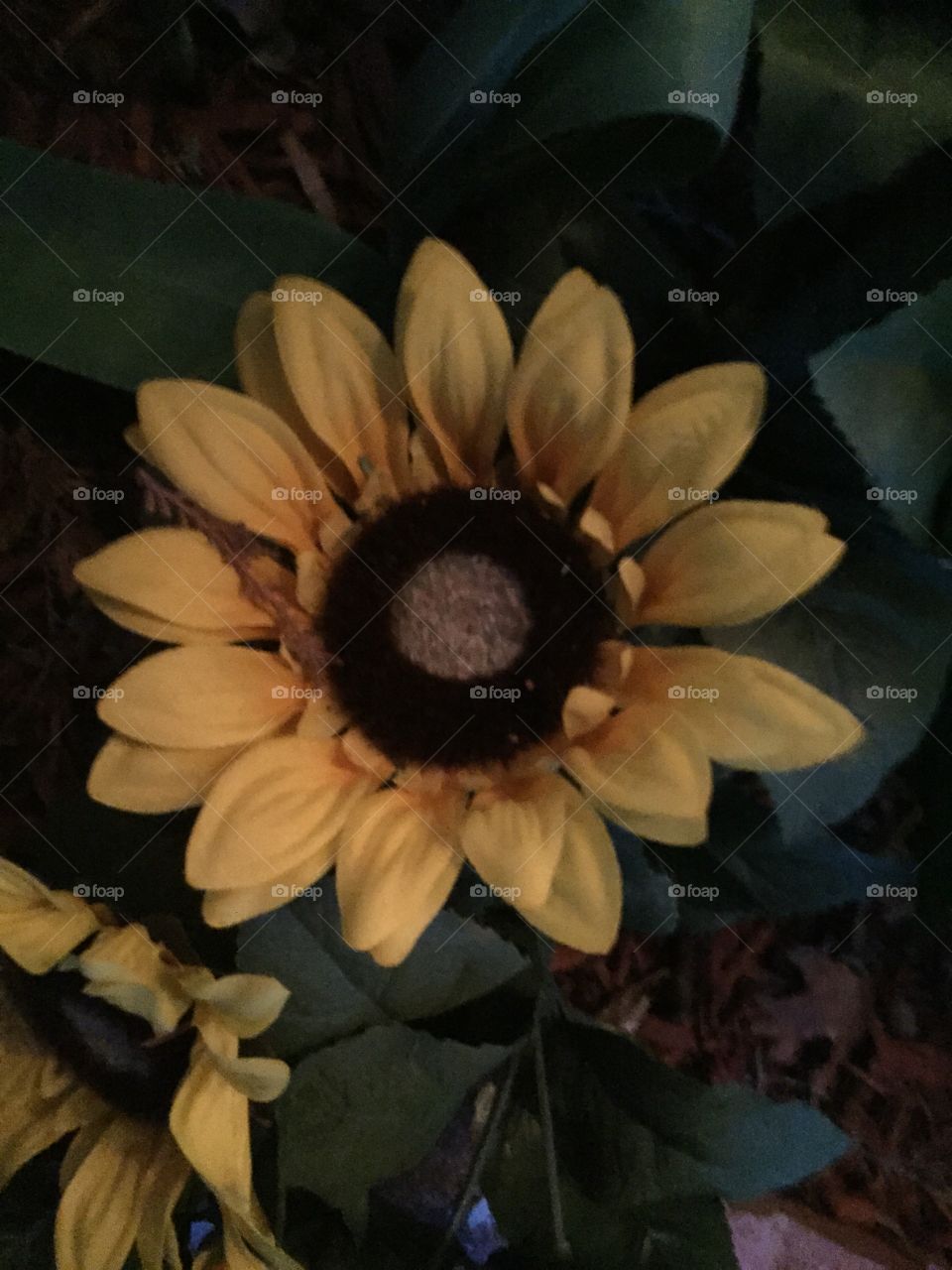 Sunflower. A yellow sunflower.