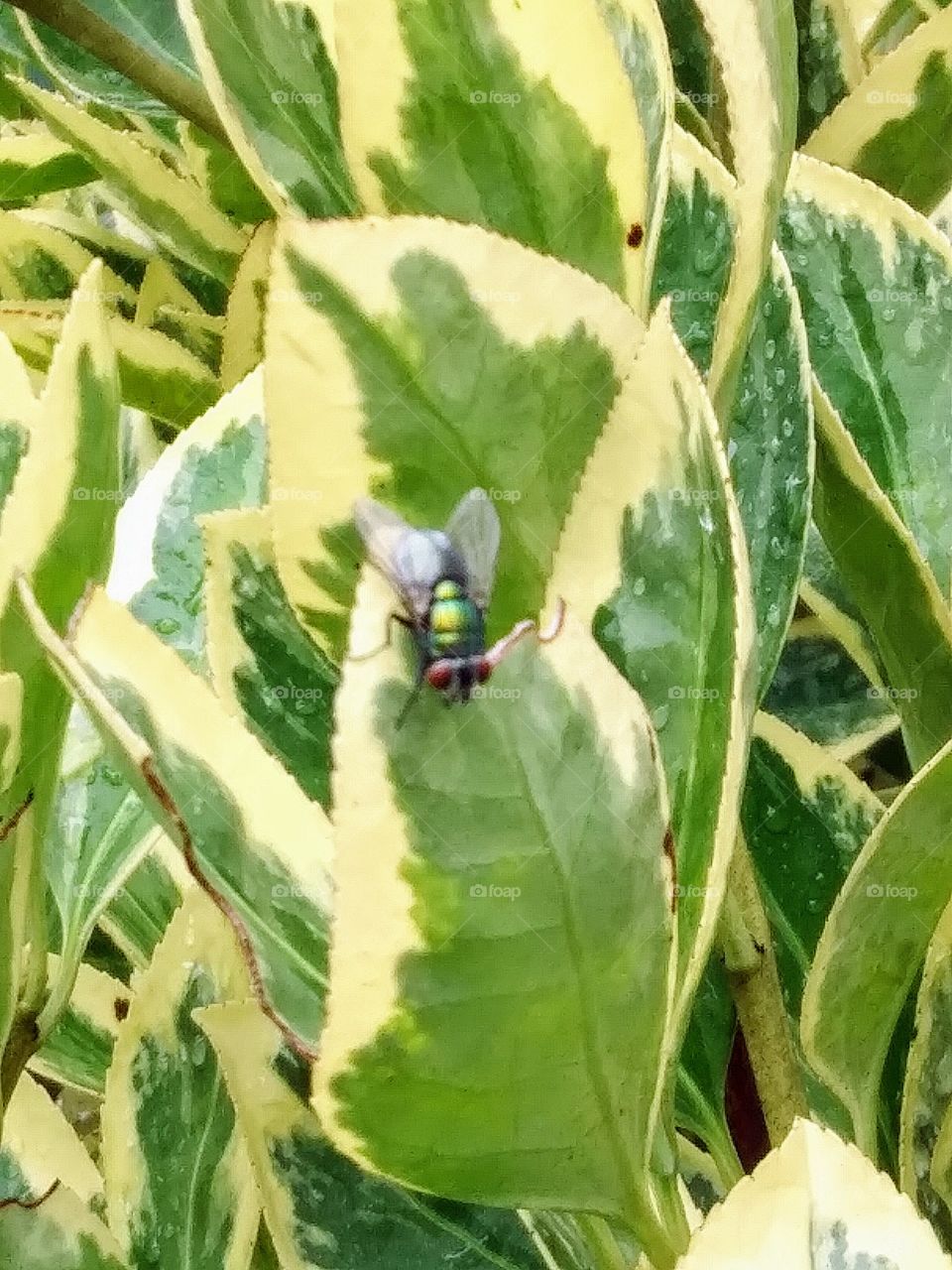 fly on a leaf