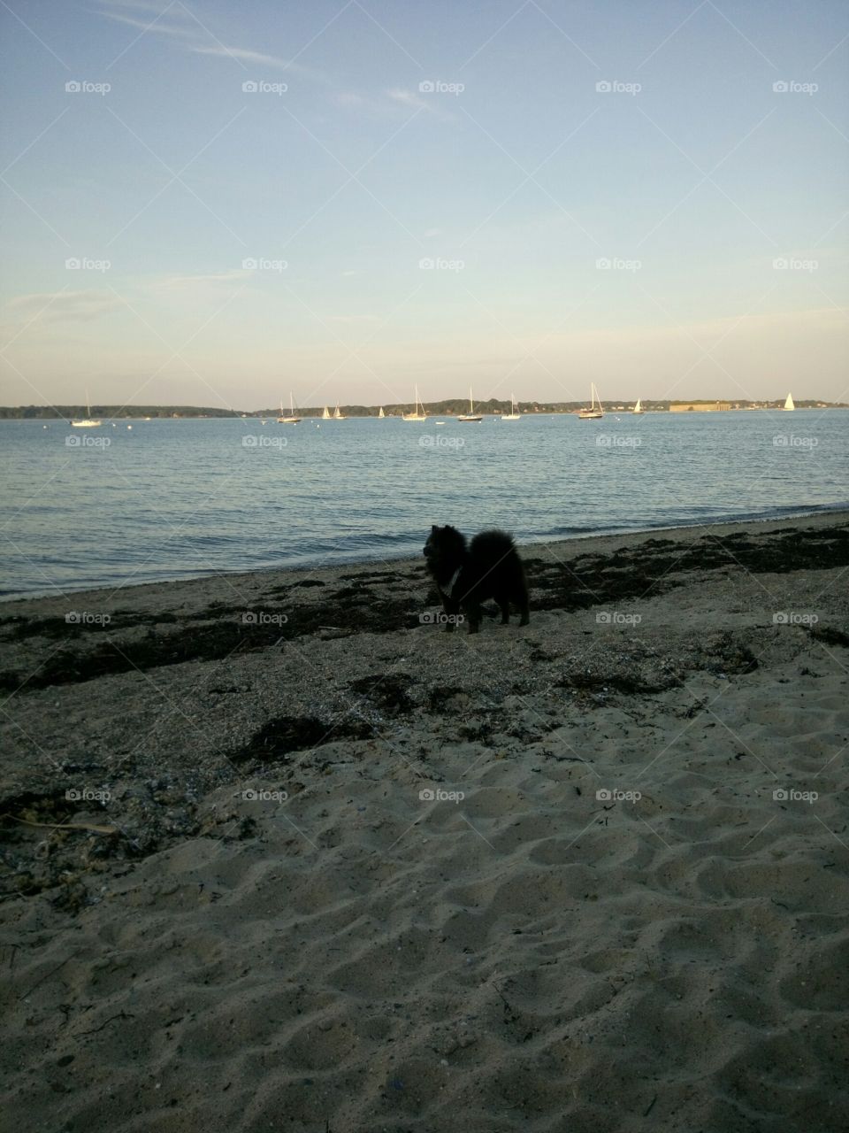 A dog and a beach