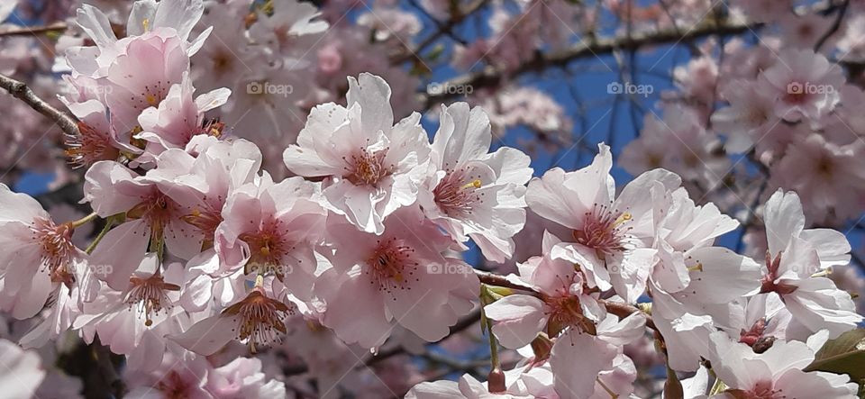 tree and flowers