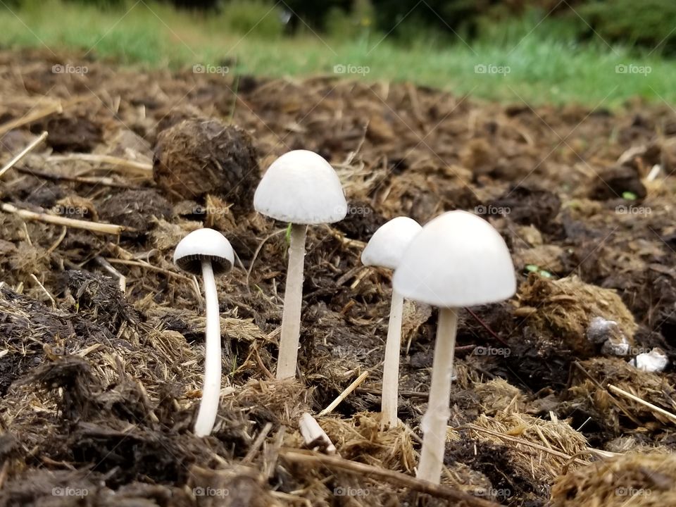 fungi on manure