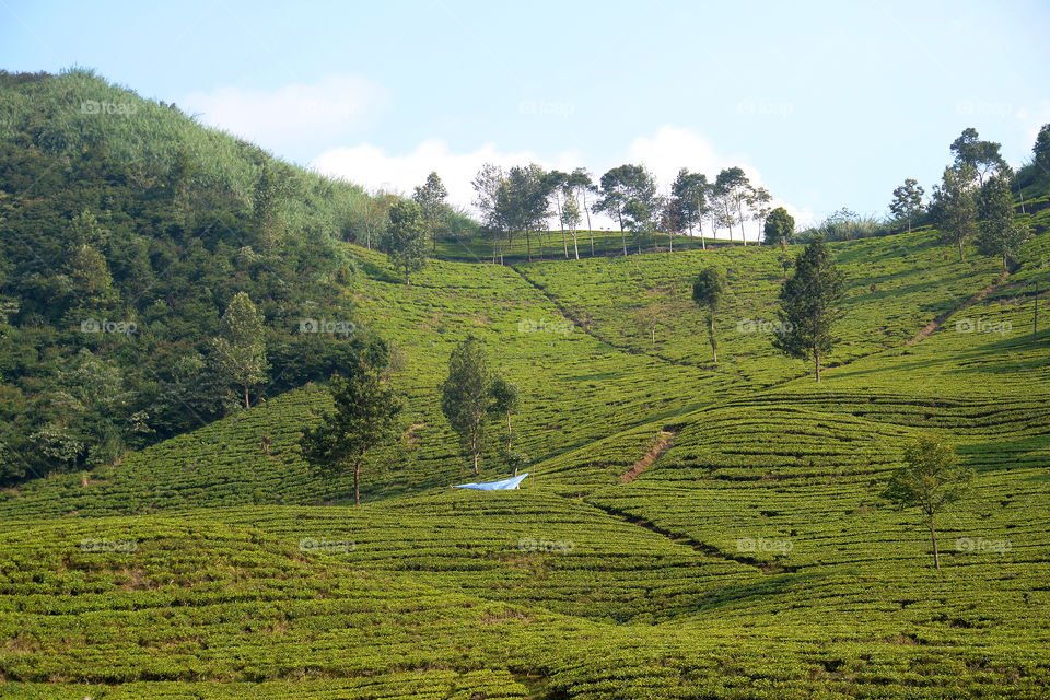 Tea plantation