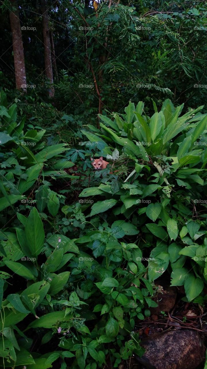 Behind the green bushes there is a cat