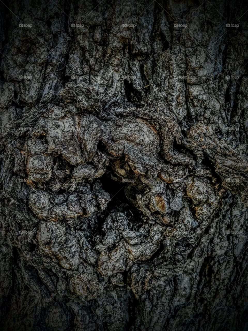 knot on a log