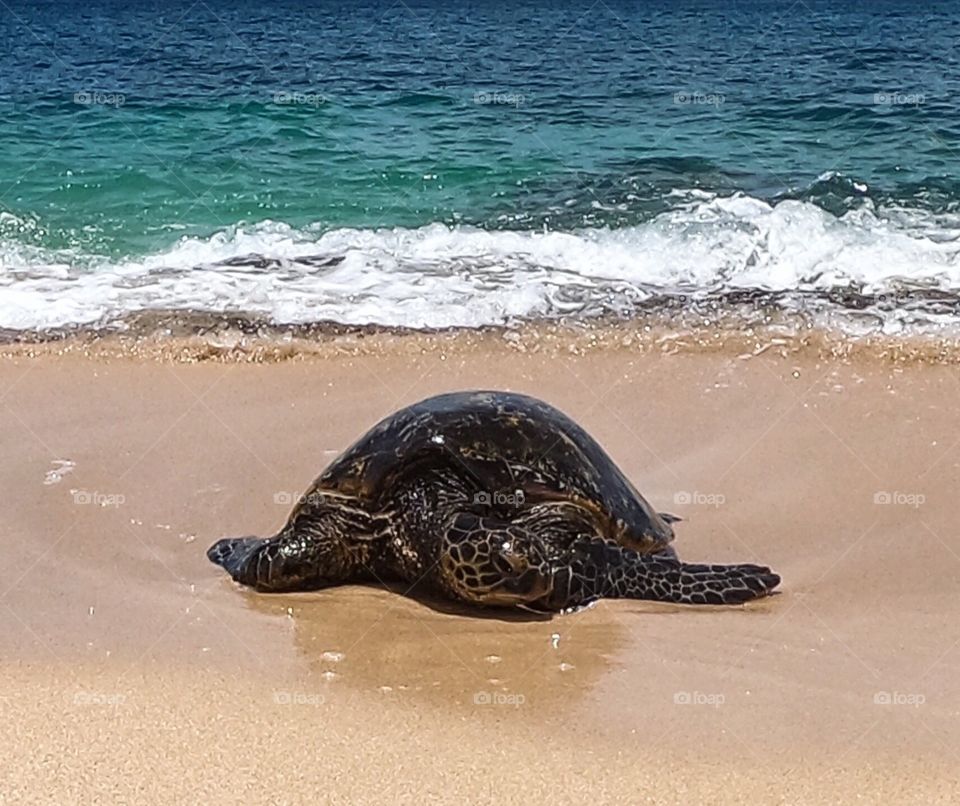I met the perfection on this beach. Sea turtles are so peaceful that you want to protect them. 