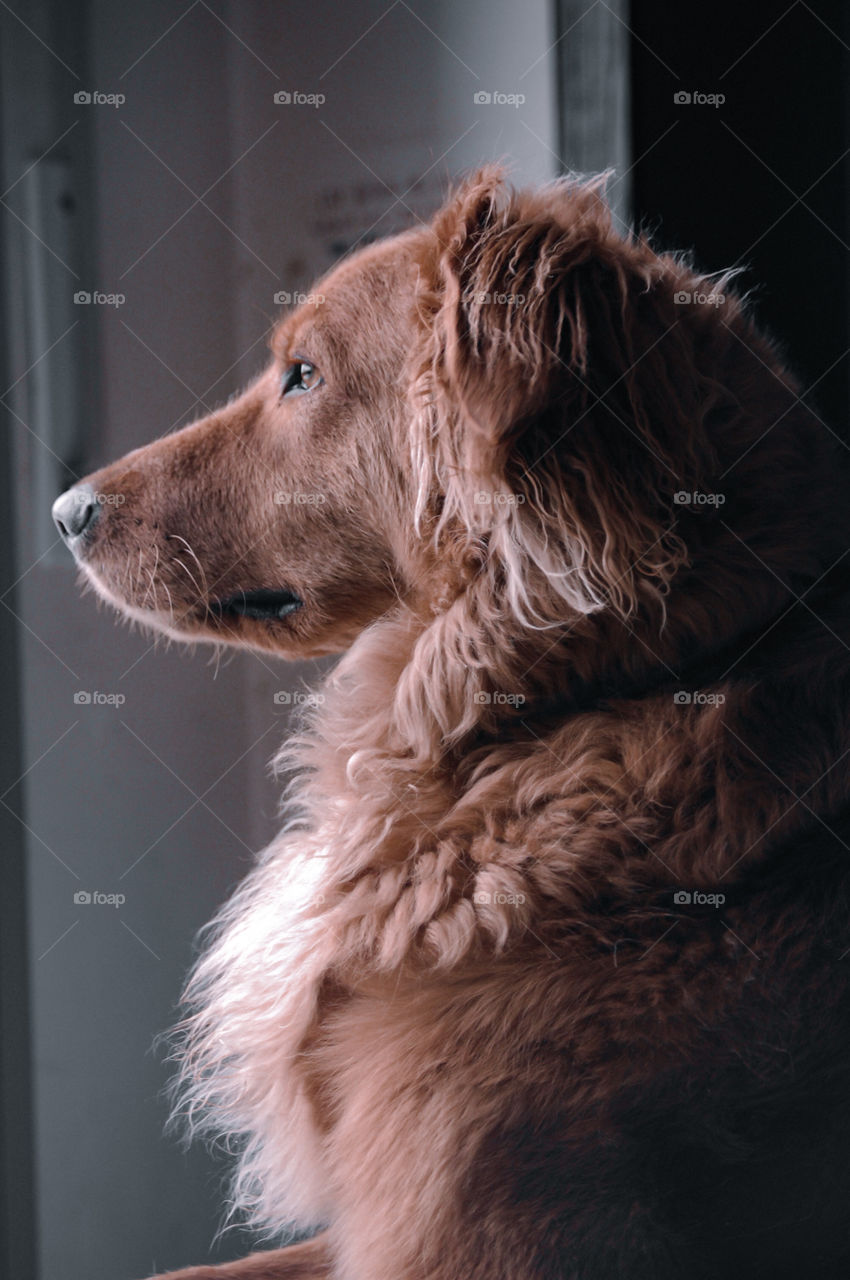 Portrait of a dog looking away