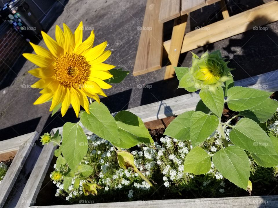 Sunflower in city planter