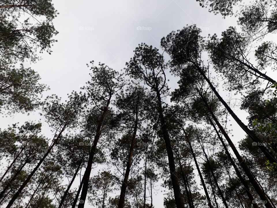 pinus forest