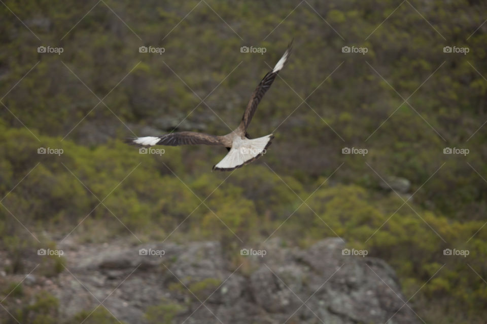 scavenger bird flying in The mountains of cordoba